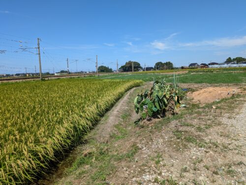 仏田、農地